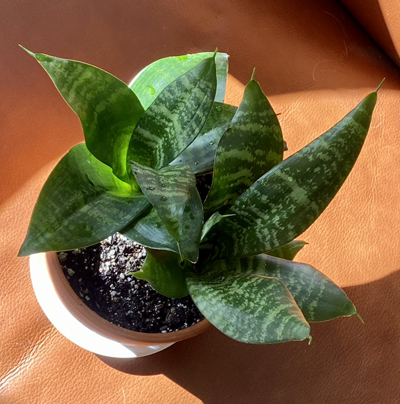 Photo of the plant species Bird's Nest Snake Plant by @StringPlayer named Sanseveria trifasciata ‘Hanii’ 6” on Greg, the plant care app