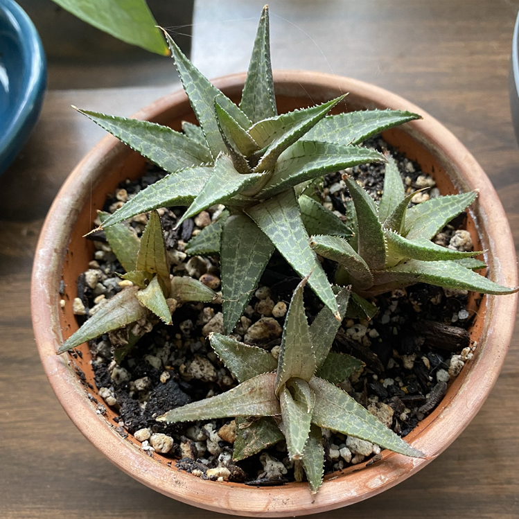 Photo of the plant species Veined Haworthia by @StringPlayer named Haworthiopsis venosa ssp. tessellata on Greg, the plant care app