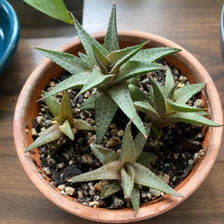 Veined Haworthia plant in Placerville, California