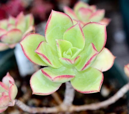 Photo of the plant species Aeonium 'Kiwi' by @StringPlayer named Aeonium haworthii ‘Dream Color’ on Greg, the plant care app