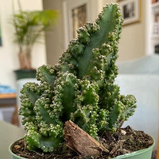 Cereus Cactus plant in Novato, California