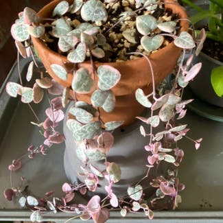 String of Hearts plant in Placerville, California