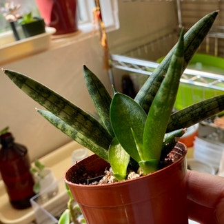 Cylindrical Snake Plant plant in Placerville, California