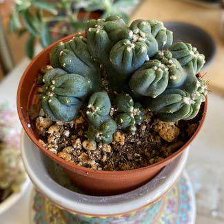 Peyote plant in Placerville, California