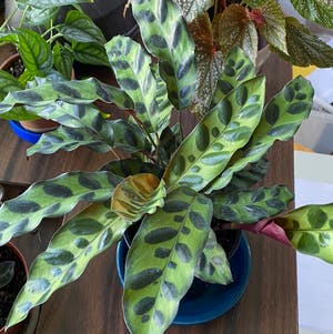 Rattlesnake Plant plant photo by @StringPlayer named Calathea lancifolia on Greg, the plant care app.