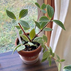 parallel peperomia plant