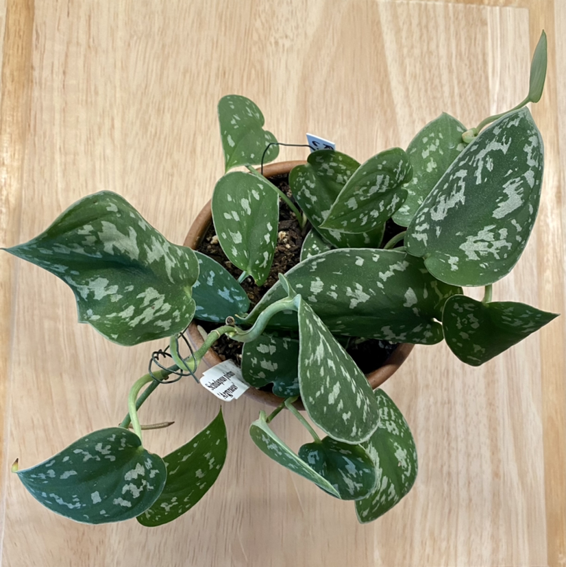 Satin Pothos plant photo by @StringPlayer named Scindapsus pictum ‘Argyraeus’ on Greg, the plant care app.
