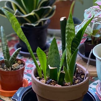 Snake Plant plant in Placerville, California