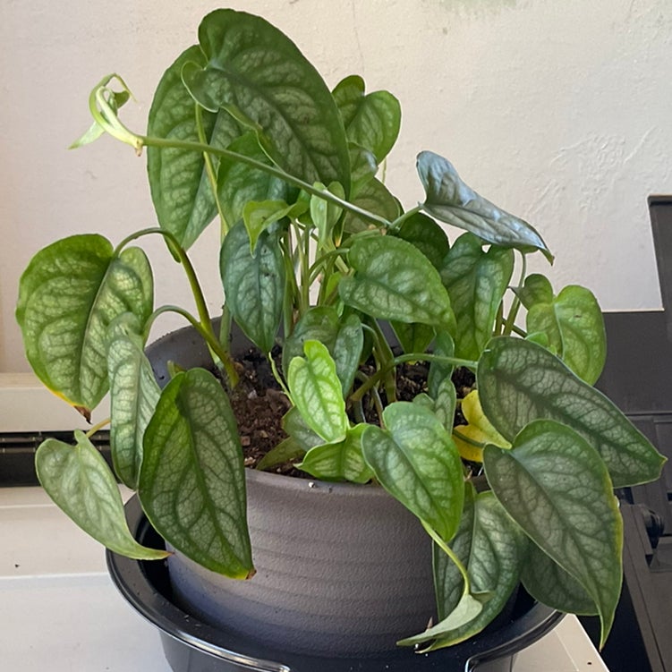 Potted Silver Monstera plant with heart-shaped leaves, minor yellowing visible.