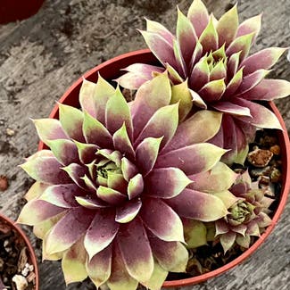 Hens and Chicks plant in Placerville, California