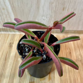 Peperomia graveolens 'Ruby Glow' plant in Placerville, California