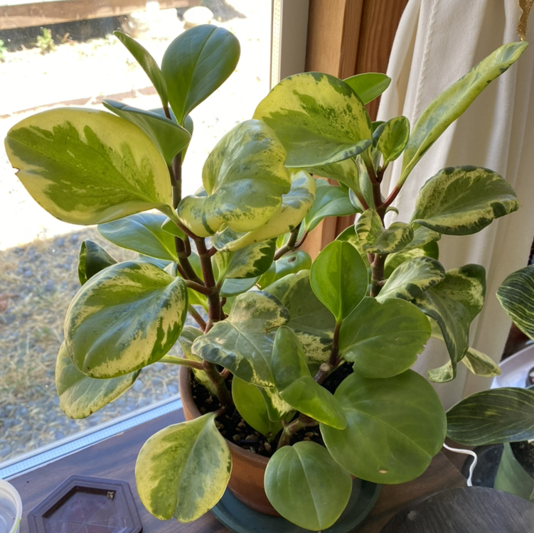 Baby Rubber Plant plant photo by @StringPlayer named Peperomias obtusifolia variegata and ‘Lemon Lime’ on Greg, the plant care app.