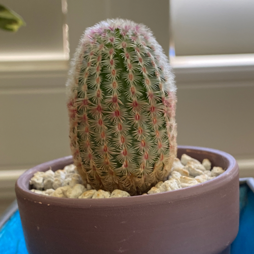 Arizona Rainbow Cactus plant photo by @StringPlayer named Echinocereus rigidissimus var. rubrispinus on Greg, the plant care app.