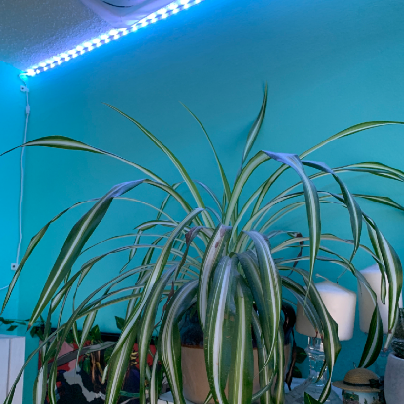 Spider Plant plant photo by @madisonsand named terry on Greg, the plant care app.