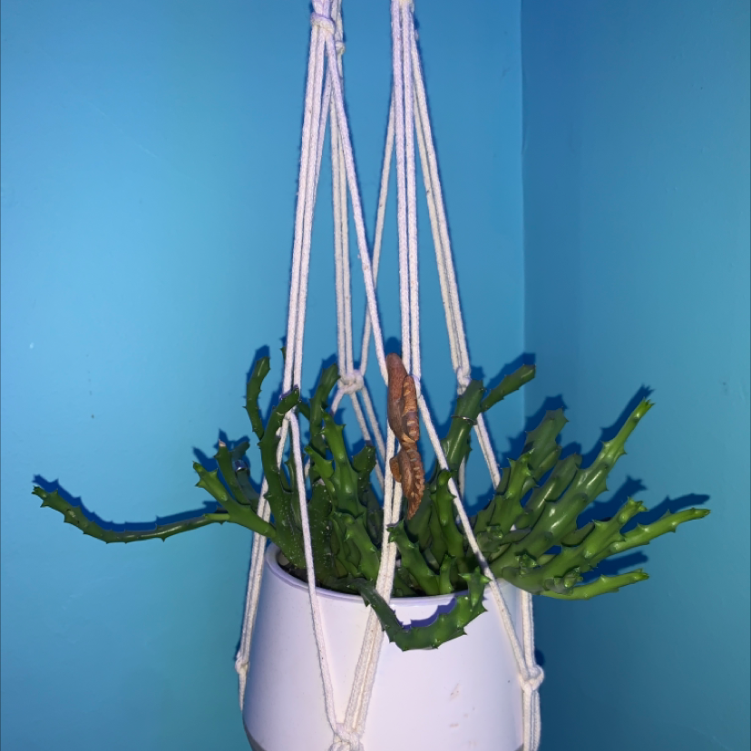 Photo of the plant species Stapelia divaricata by @madisonsand named trunk on Greg, the plant care app
