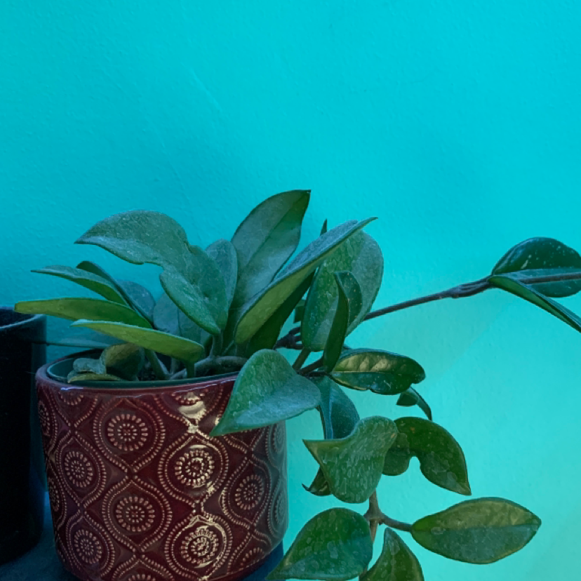 Waxplant plant photo by @madisonsand named hagrid on Greg, the plant care app.