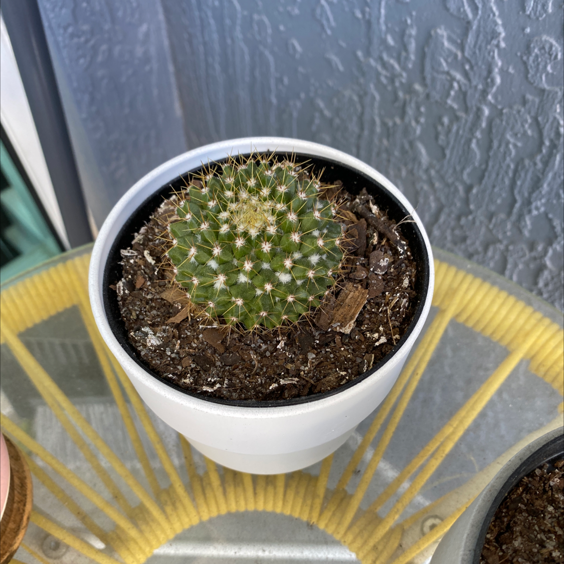 Close-up of a healthy Simpson Hedgehog Cactus in a white ceramic pot, with dense white spines and vibrant green color.