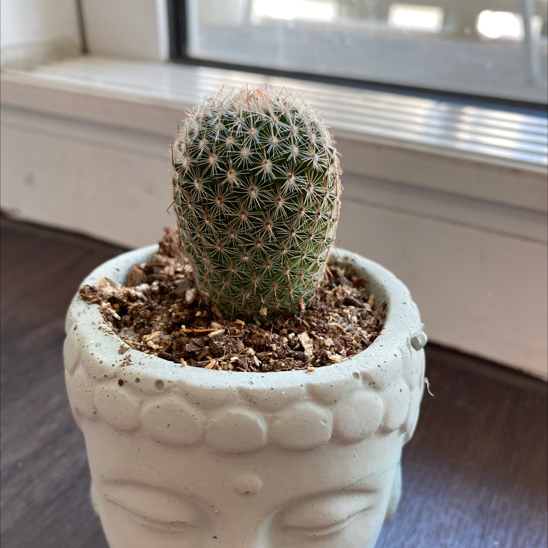 Healthy lace hedgehog cactus with dense white spines planted in a white textured ceramic pot, well-framed photo.