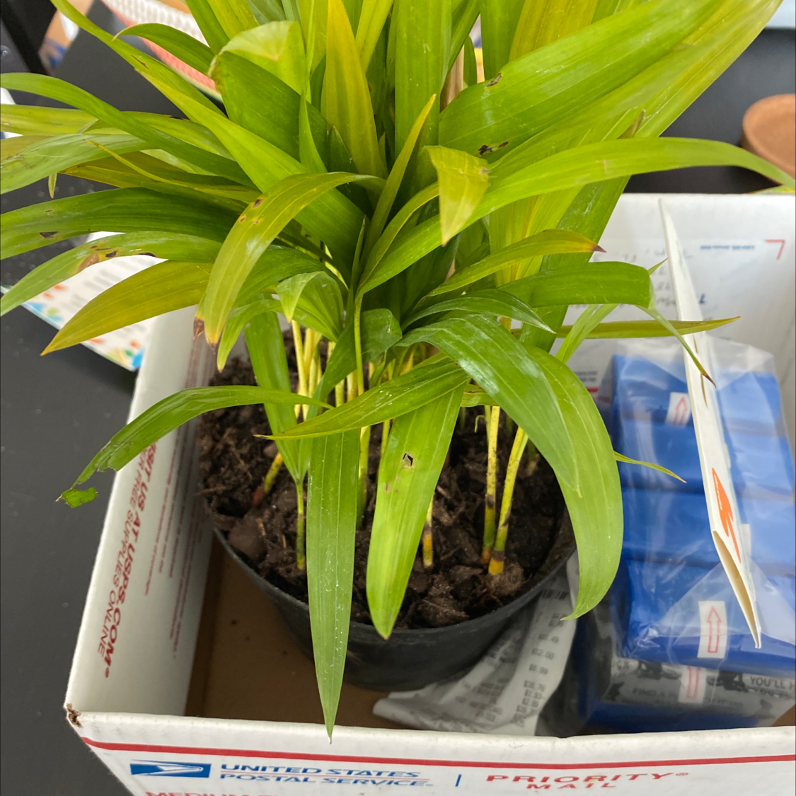 Healthy kentia palm plant with bright green arching fronds in a white plastic pot, sitting on a table with medical items in the background.