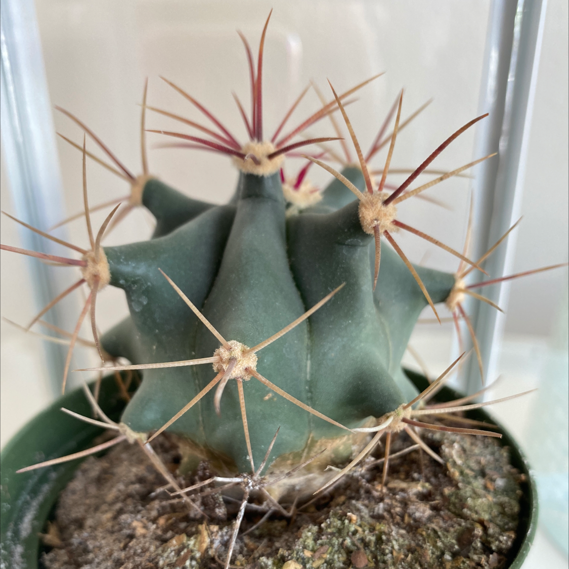 Devil's Pincushion cactus with prominent spines in a small pot with visible soil.