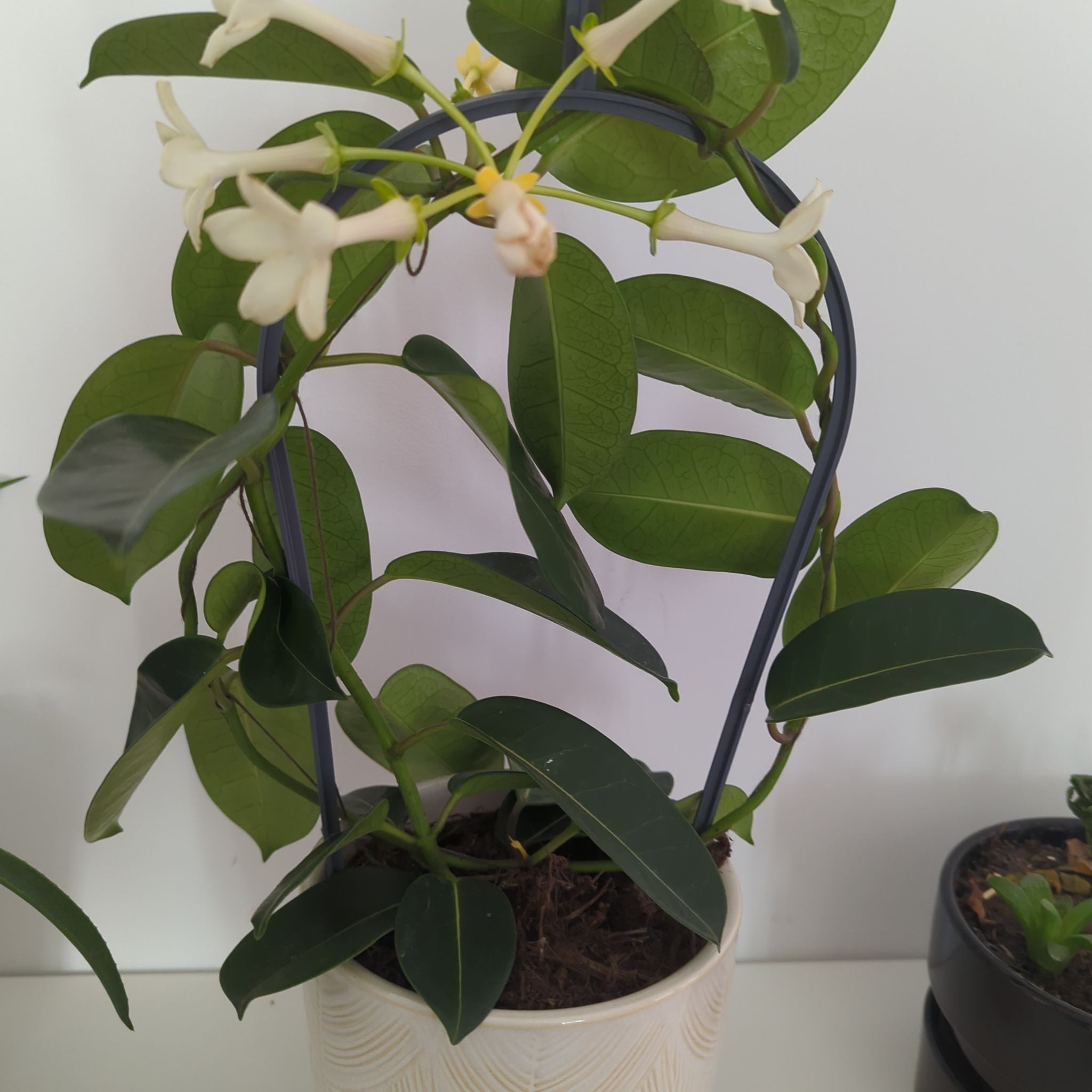 Why Are There Black Spots on My Stephanotis Leaves?