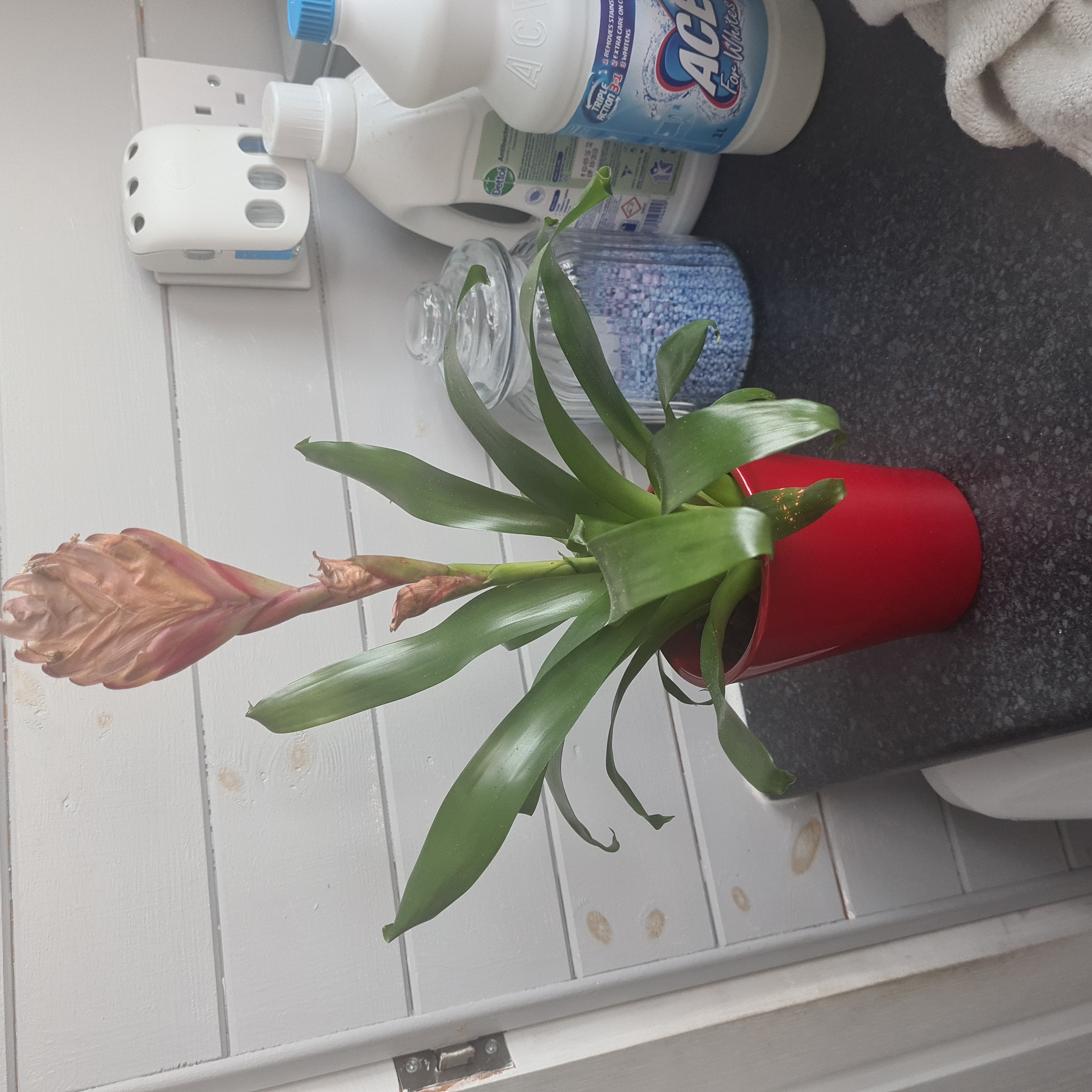 Photo of the plant species vriesea icterica by @QueenVetiver named Reddy on Greg, the plant care app