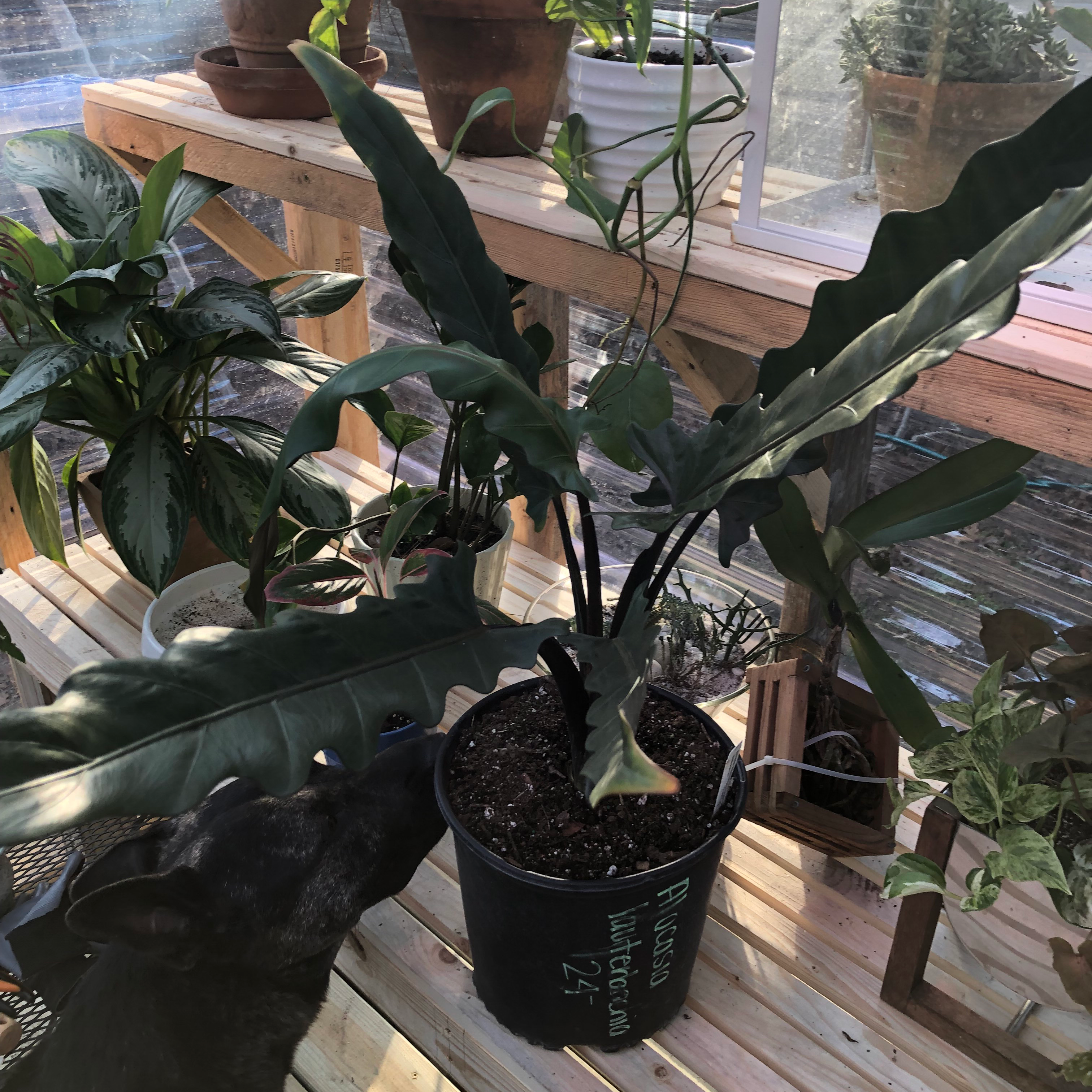 Purple Sword plant in a pot with dark green leaves in a greenhouse setting.