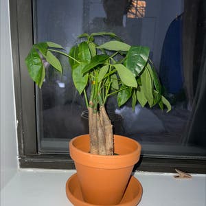 Money Tree plant photo by @liberalbadbtch named Daenerys on Greg, the plant care app.