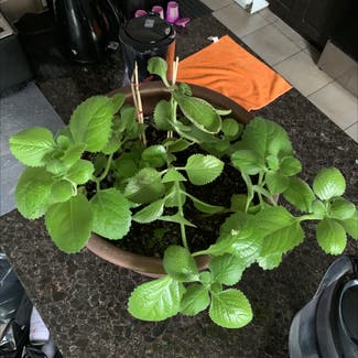Mexican Mint plant in Calgary, Alberta