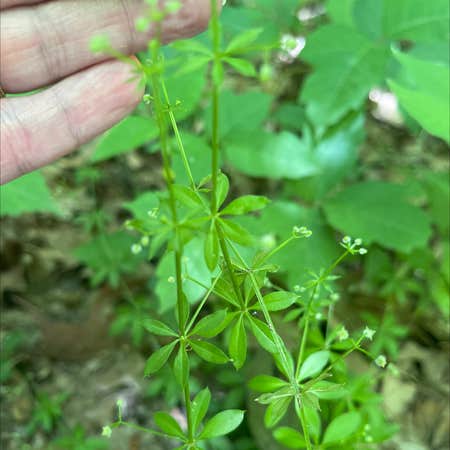 Photo of the plant species Fragrant Bedstraw by @FruitfulBasil named Your plant on Greg, the plant care app