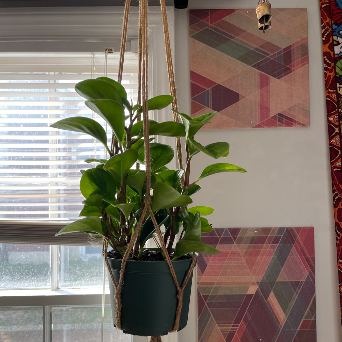 Lemon Lime Peperomia plant in a hanging pot with vibrant green leaves.