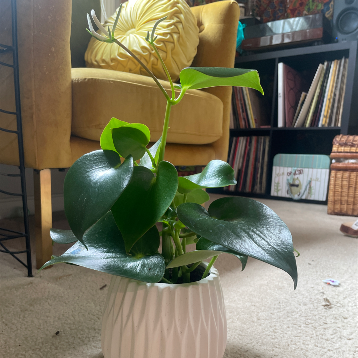 Healthy Raindrop Peperomia plant in a white pot with glossy green leaves.