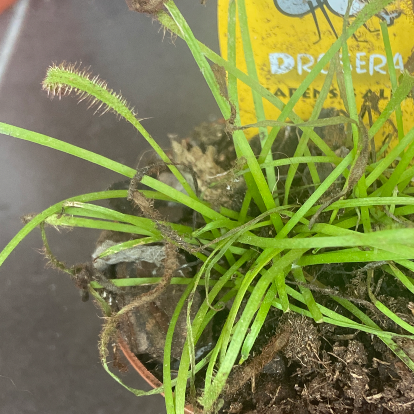Photo of the plant species Drosera capensis 'Bot River' by @HelperTitoki named Drossera carpensis on Greg, the plant care app