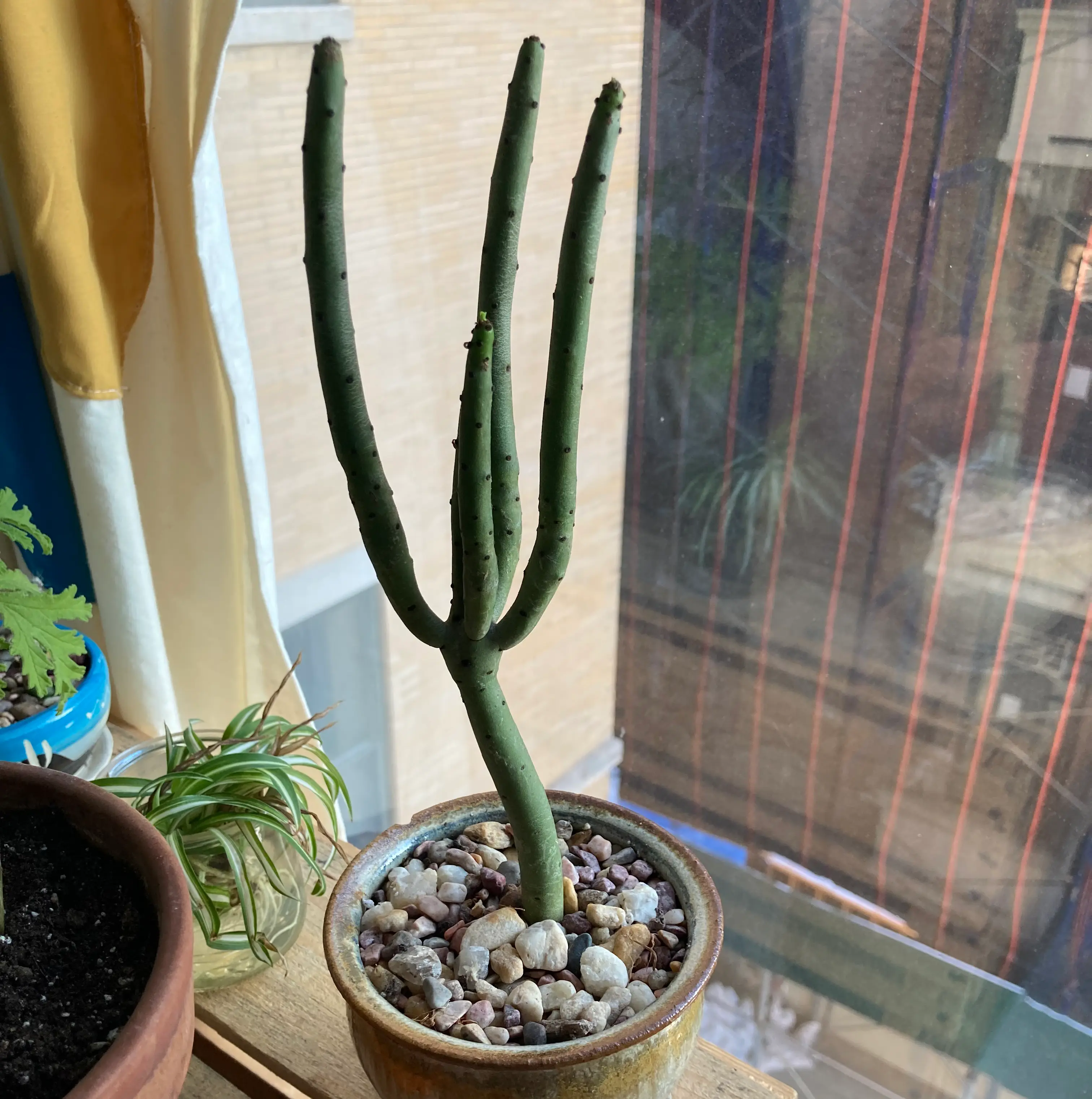 Photo of the plant species Cat Tails Euphorbia by @Frut named Lefty on Greg, the plant care app
