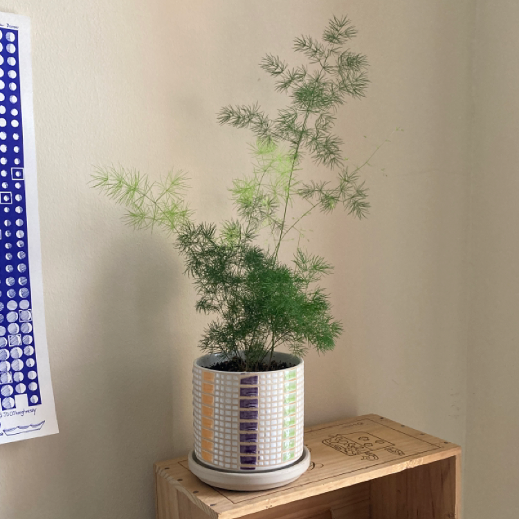 Asparagus Fern plant photo by @Frut named Smell on Greg, the plant care app.