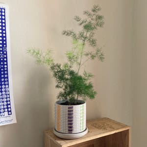 Asparagus Fern plant photo by Frut named Smell on Greg, the plant care app.