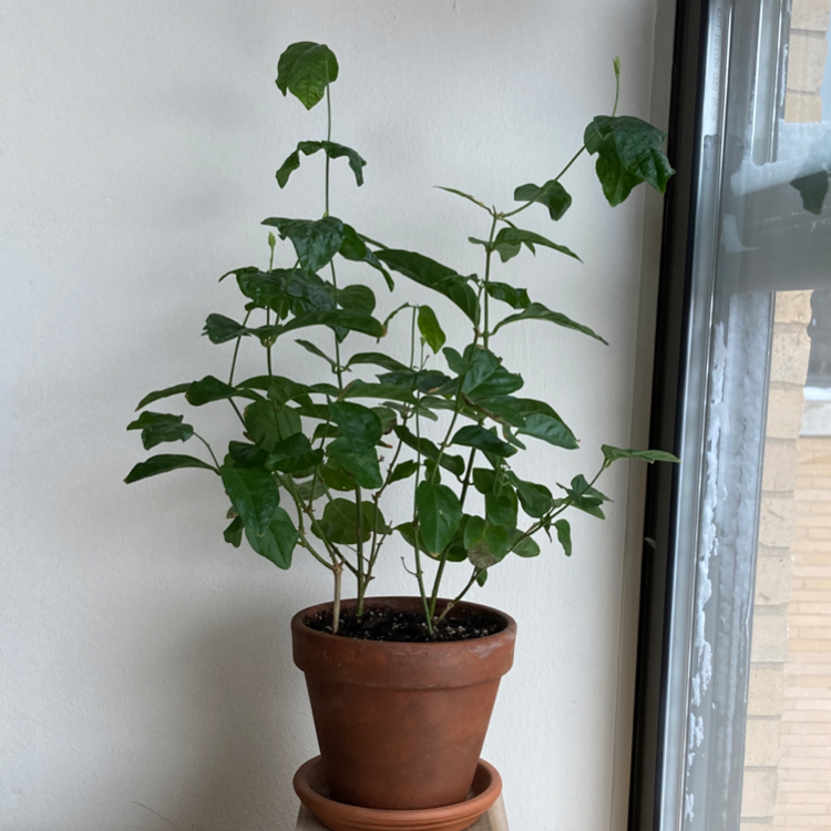 Photo of the plant species Arabian Jasmine by @Frut named Sambac on Greg, the plant care app