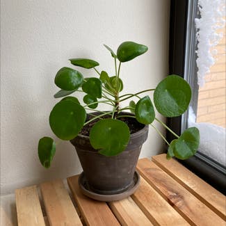 Chinese Money Plant plant in New York, New York