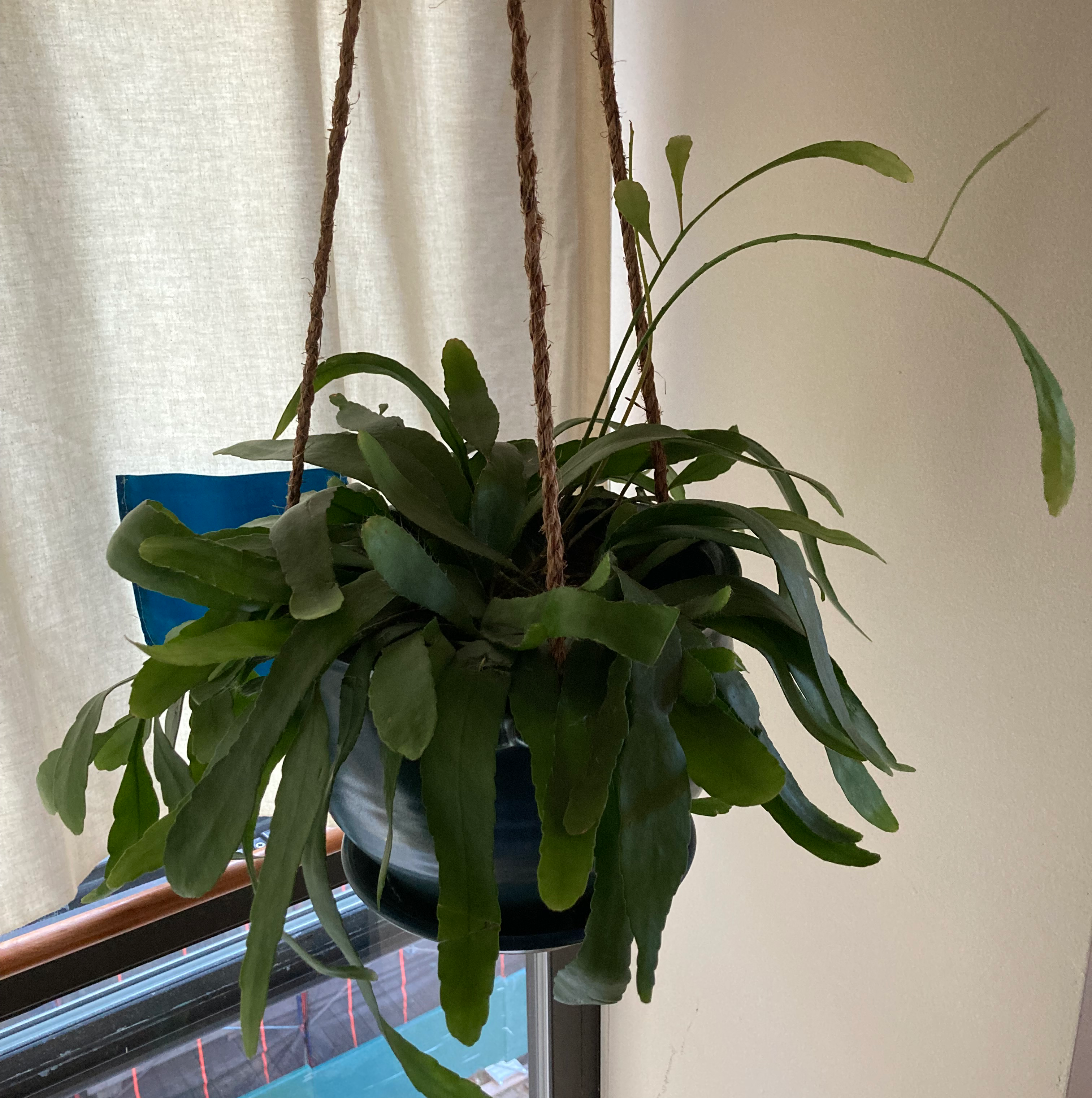 Red Mistletoe Cactus plant photo by @Frut named Pseudorhipsalis Ramulosa on Greg, the plant care app.