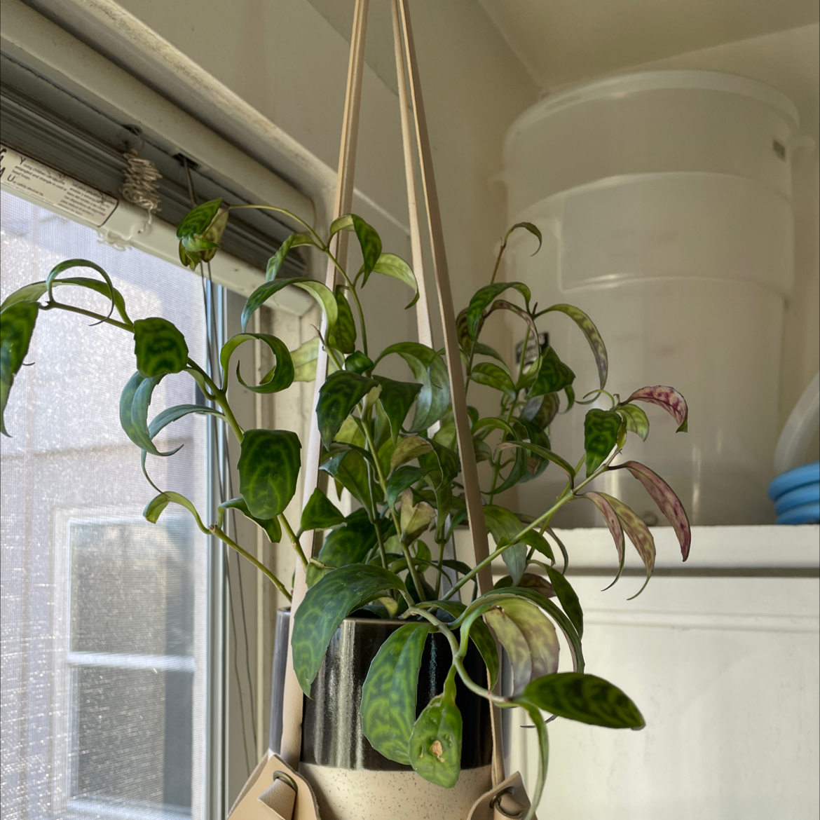 Black Pagoda Lipstick Plant in a hanging pot with healthy green leaves.