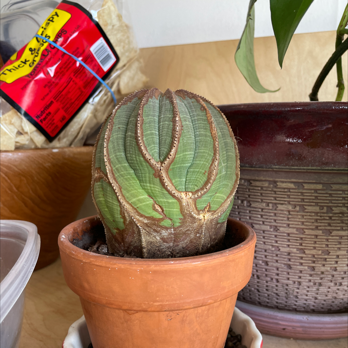Baseball Plant (Euphorbia obesa) in a terracotta pot, healthy with no visible issues.