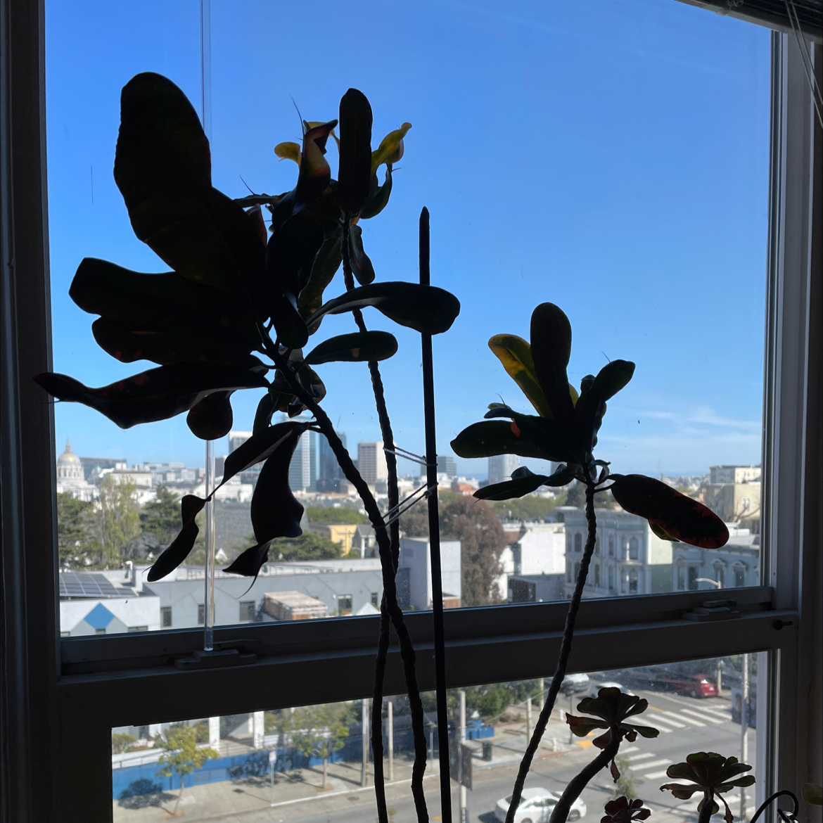 Silhouetted California Croton plant against a window with an urban background.