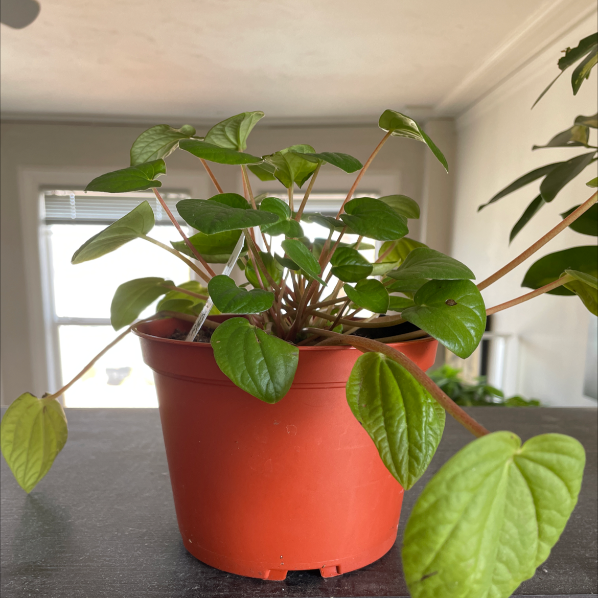 Healthy Rana Verde Peperomia plant in a red pot with vibrant green leaves.
