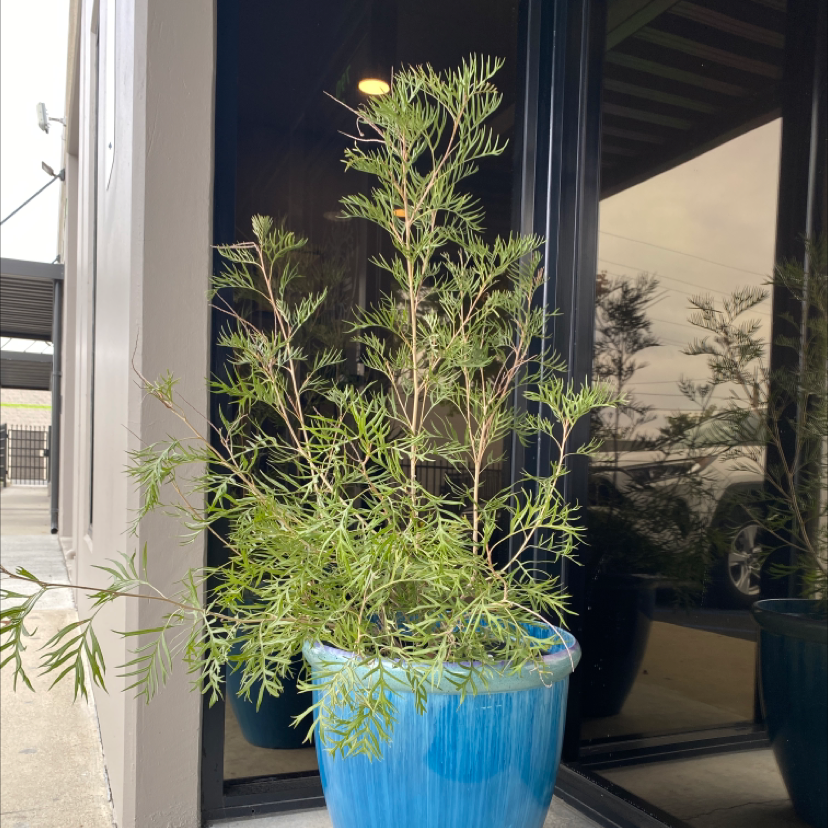 Photo of the plant species Grevillea sp. by @Caliamericana named Big Lefty on Greg, the plant care app