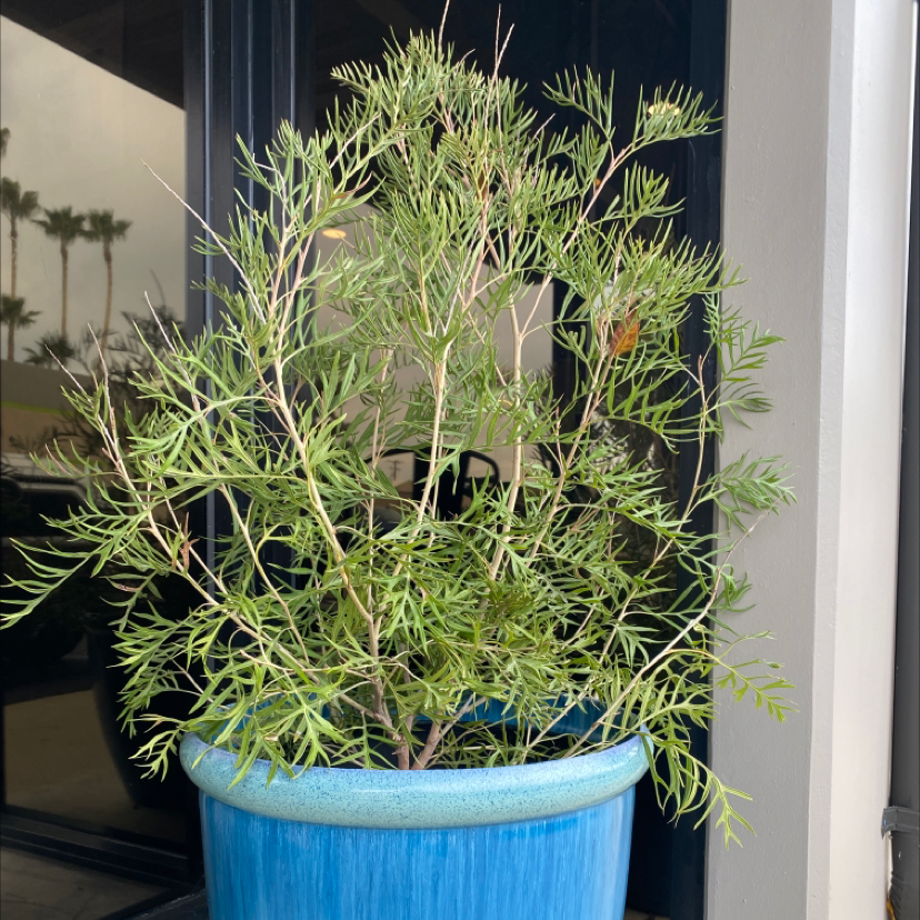 Photo of the plant species Grevillea sp. by @Caliamericana named Big Righty on Greg, the plant care app