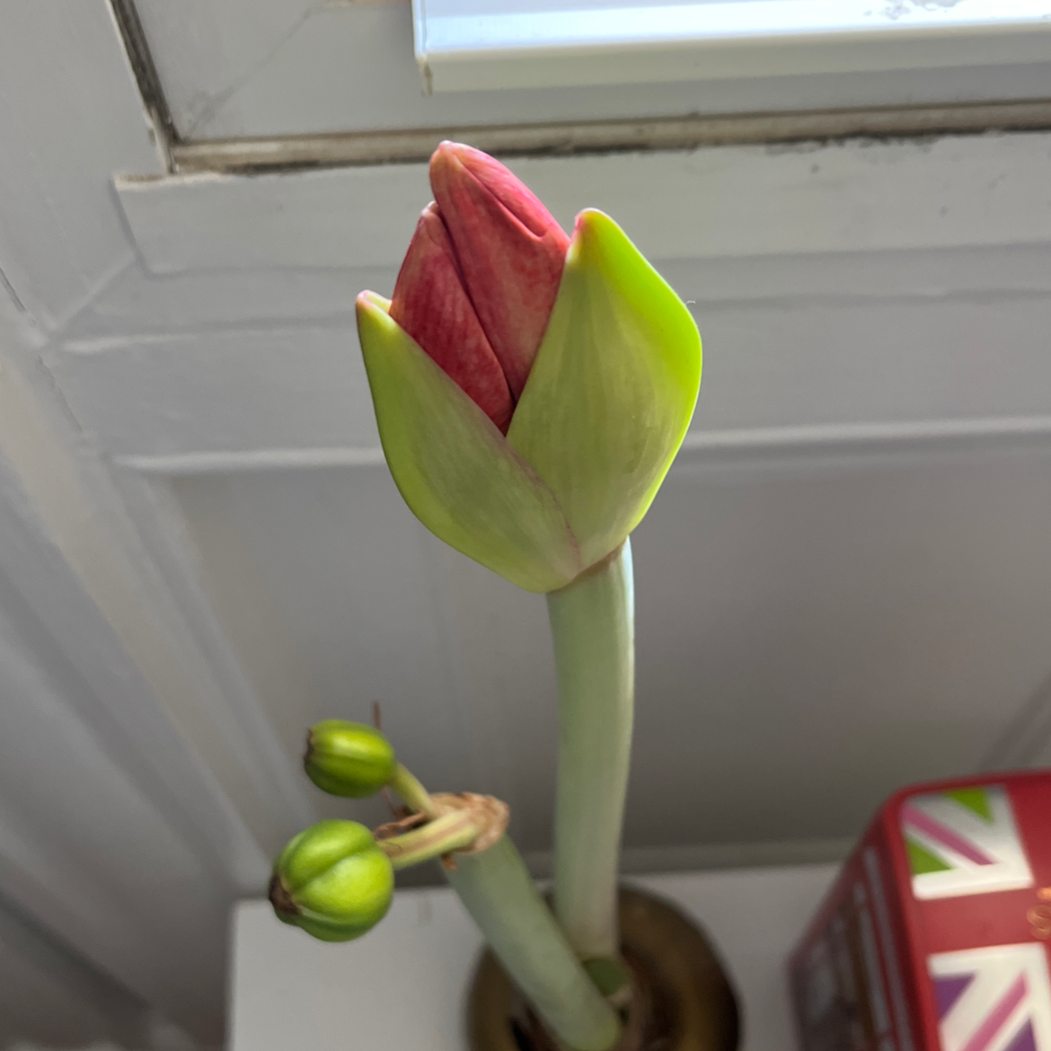 Photo of the plant species Mexican Lily by @Chuckiesplants named Giraffe on Greg, the plant care app