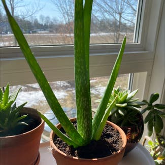 Aloe Vera plant in Erinsville, Ontario