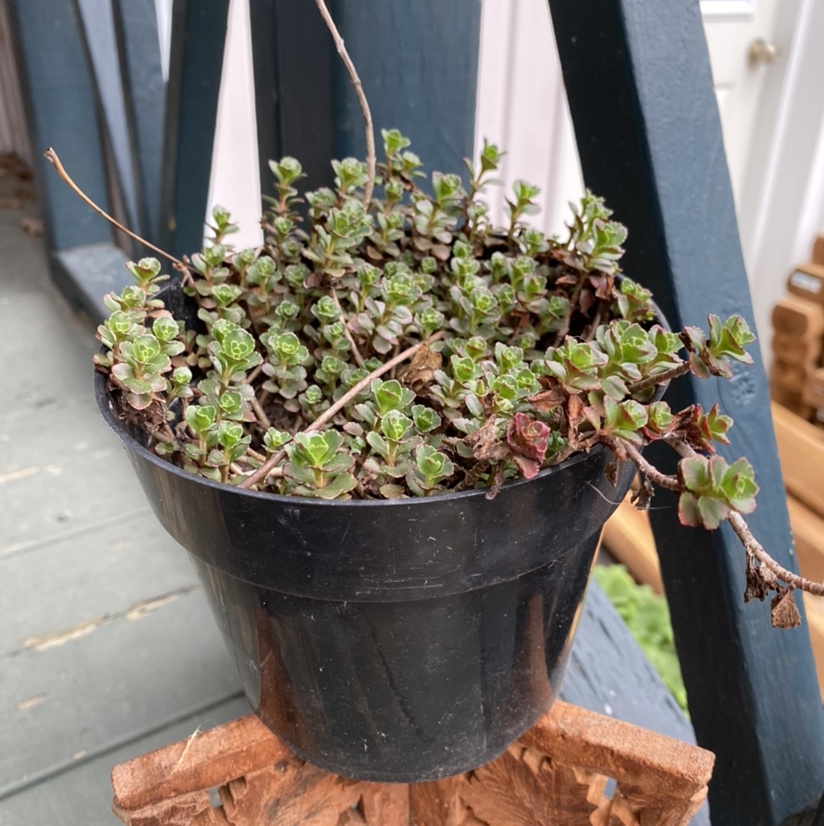 Potted Two-Row Stonecrop with some browning leaves, well-framed and centered.