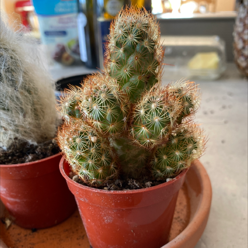 Photo of the plant species Lady Finger Cactus by @amelia815 named Sharp Tooth on Greg, the plant care app