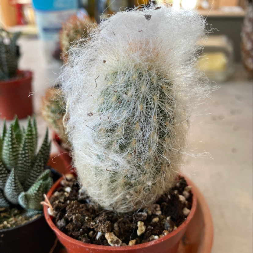 Peruvian Old Man Cactus (Cephalocereus senilis) in a small pot with visible soil and white hair-like fibers.